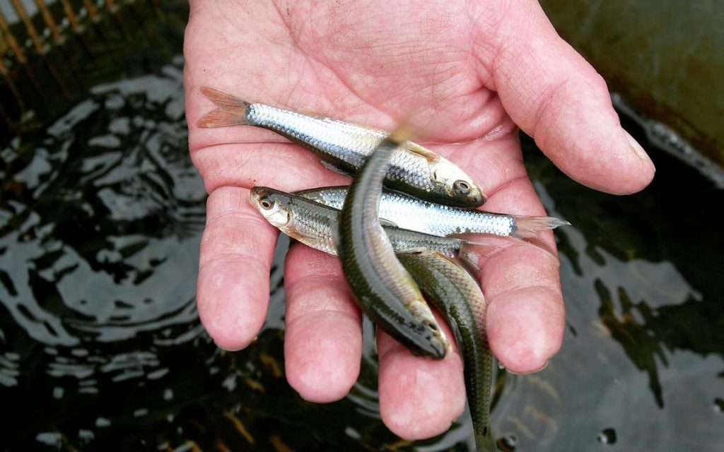 Fishery management for pond owners