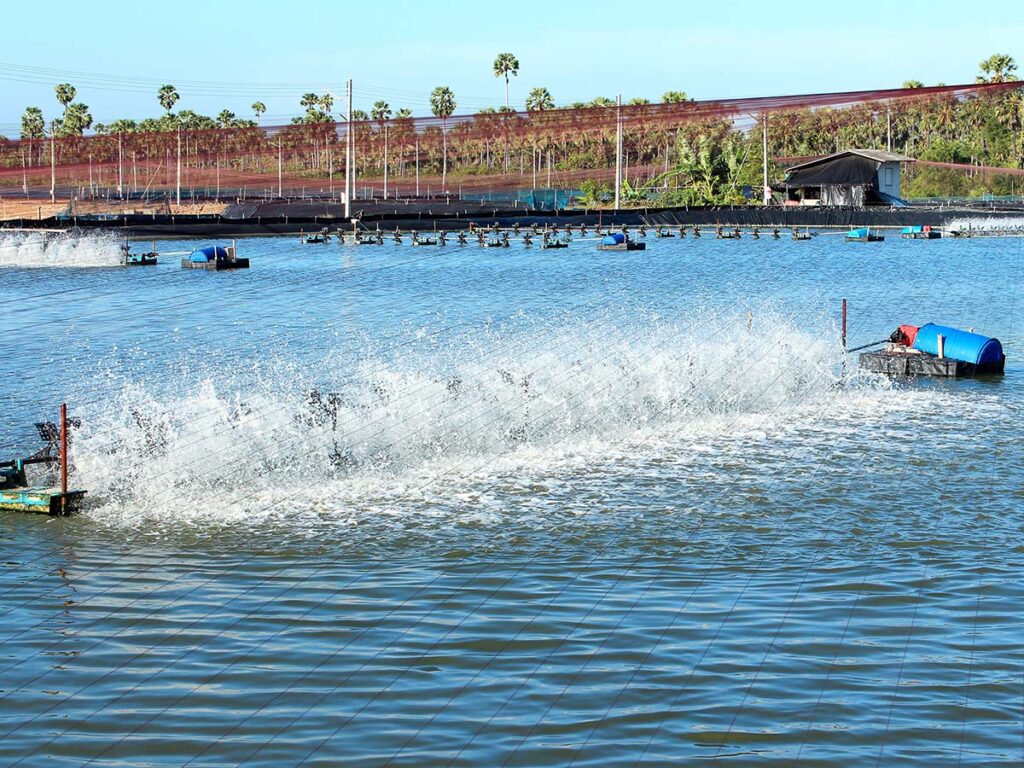 A shrimp farm with a paddle wheel aerator.