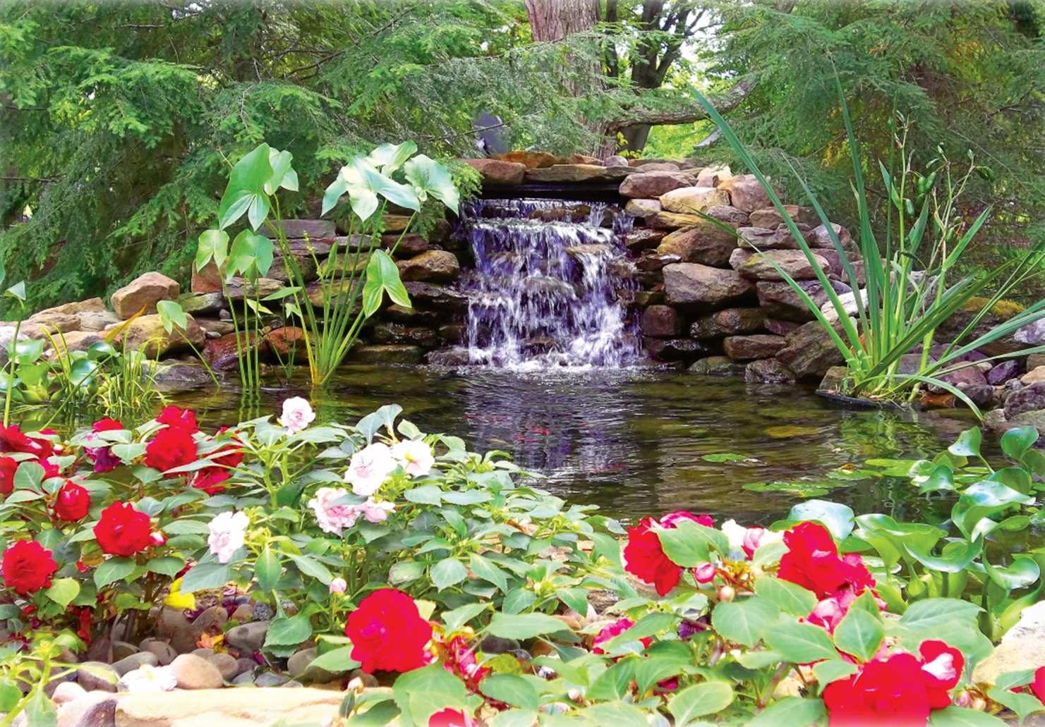 Watergarden with Red Flowers